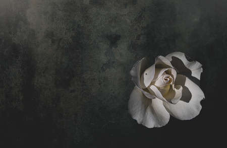 beautiful delicate white rose in the garden against a dark background in the rays of the sun