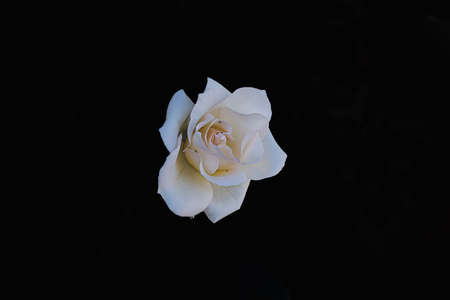beautiful delicate white rose in the garden against a dark background in the rays of the sun