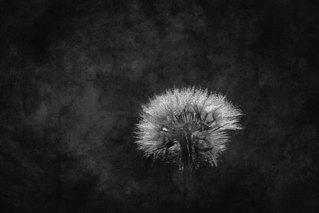 beautiful white dandelion in the meadow over green background