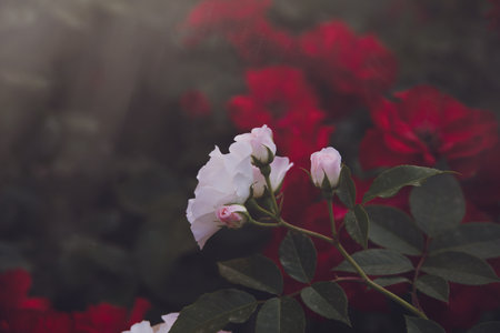 beautiful white rose against the background of a summer gardenの写真素材