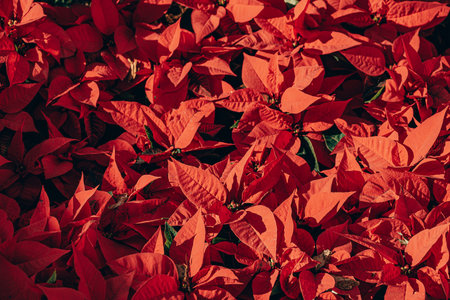 beautiful christmas background red poinsettia flower in closeup