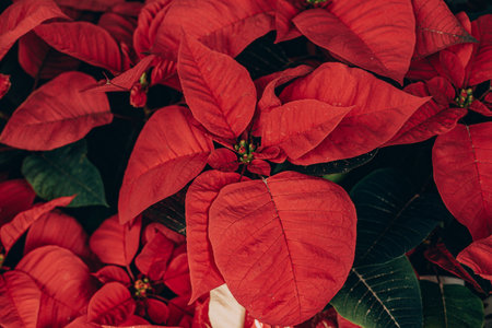 beautiful christmas background red poinsettia flower in closeupの写真素材