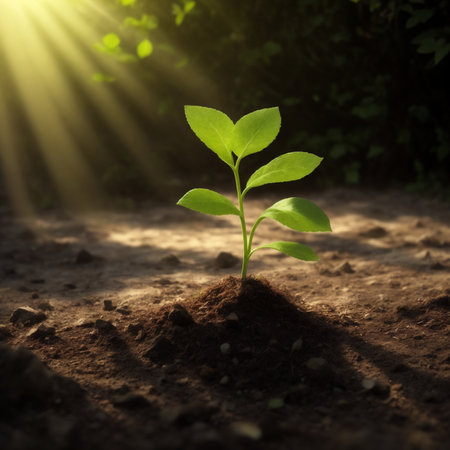 a beautiful small green plant a young tree that grew from a seed in the sunlightの素材
