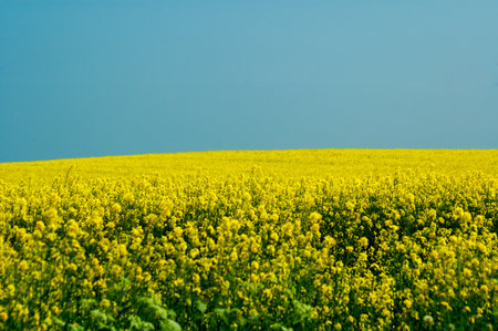 beautiful calm minimalistic yellow spring rape field against a blue cloudless idyllic peace sky colors of the ukrainian flagの写真素材