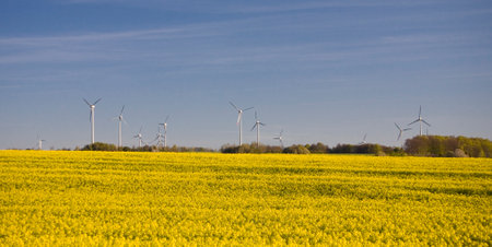 beautiful calm minimalistic yellow spring rape field against a blue cloudless idyllic peace sky colors of the ukrainian flagの写真素材