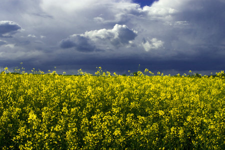 beautiful calm minimalistic yellow spring rape field against a blue cloudless idyllic peace sky colors of the ukrainian flagの写真素材