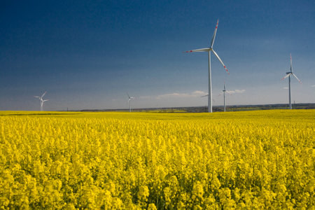 beautiful calm minimalistic yellow spring rape field against a blue cloudless idyllic peace sky colors of the ukrainian flagの写真素材