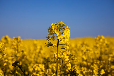 beautiful calm minimalistic yellow spring rape field against a blue cloudless idyllic peace sky colors of the ukrainian flagの写真素材