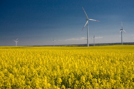 beautiful calm minimalistic yellow spring rape field against a blue cloudless idyllic peace sky colors of the ukrainian flagの写真素材