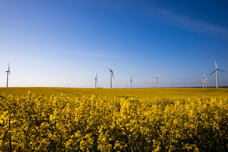 beautiful calm minimalistic yellow spring rape field against a blue cloudless idyllic peace sky colors of the ukrainian flagの写真素材