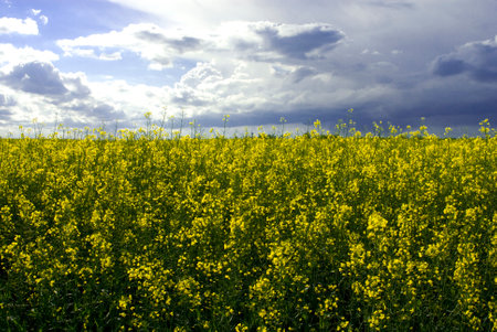 beautiful calm minimalistic yellow spring rape field against a blue cloudless idyllic peace sky colors of the ukrainian flagの写真素材