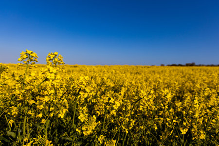 beautiful calm minimalistic yellow spring rape field against a blue cloudless idyllic peace sky colors of the ukrainian flagの写真素材