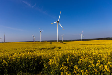 beautiful calm minimalistic yellow spring rape field against a blue cloudless idyllic peace sky colors of the ukrainian flagの写真素材