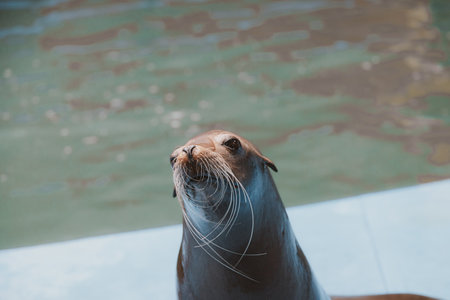 beautiful sea lion sea animal in the zooの写真素材