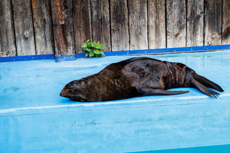 beautiful sea lion sea animal in the zooの写真素材