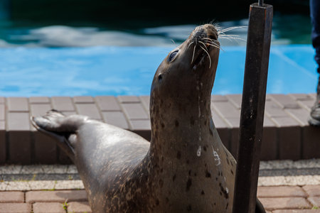 beautiful seal graysea animal in the zooの写真素材