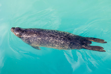 beautiful seal graysea animal in the zooの写真素材
