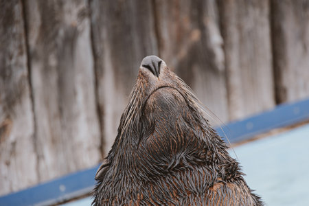 beautiful sea lion sea animal in the zooの写真素材