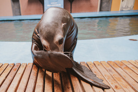 beautiful sea lion sea animal in the zooの写真素材