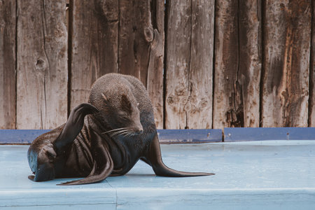 beautiful sea lion sea animal in the zooの写真素材
