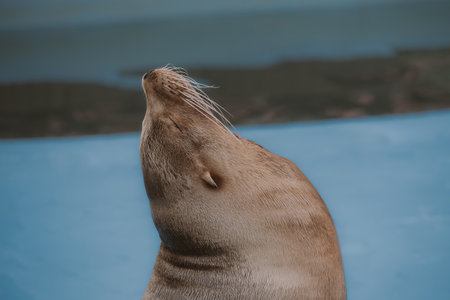 beautiful sea lion sea animal in the zooの写真素材