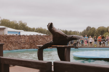 beautiful sea lion sea animal in the zooの写真素材