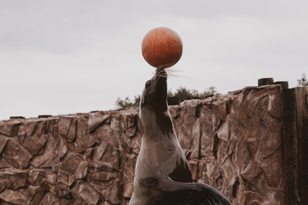 beautiful sea lion sea animal in the zooの写真素材