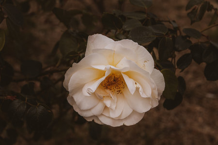 beautiful delicate spring flower rose close-up in a sunny gardenの写真素材