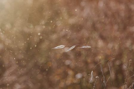 blade of grass on a summer beige brown meadow in the warm sunの写真素材