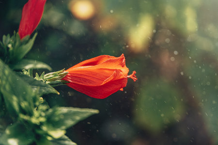 beautiful hibiscus flower on a green tree in the warm rays of the sunの写真素材