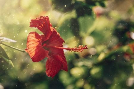 beautiful hibiscus flower on a green tree in the warm rays of the sunの写真素材