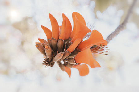 orange flowers on Erythrina caffra tree in Spain in springの写真素材