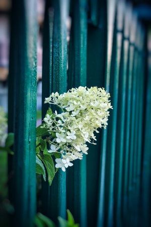 beautiful white hydrangea in the garden against the background of the fence on a summer dayの写真素材