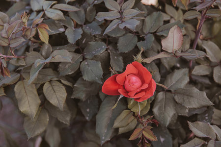 small red rose on a background of green leaves in the summer gardenの写真素材