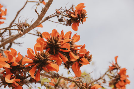 orange flowers on Erythrina caffra tree in Spain in springの写真素材