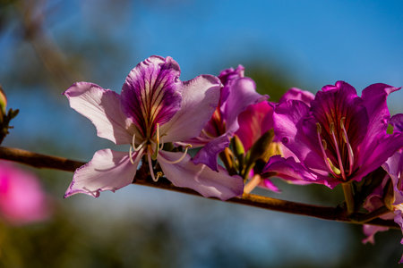 Bauhinia variegata blooming white and pink tree in the streets of the city of Alicante in spring flowers in close-upの写真素材