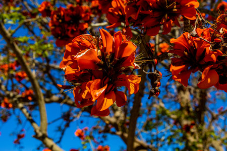 orange flowers on Erythrina caffra tree in Spain in springの写真素材
