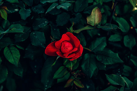 small red rose on a background of green leaves in the summer gardenの写真素材