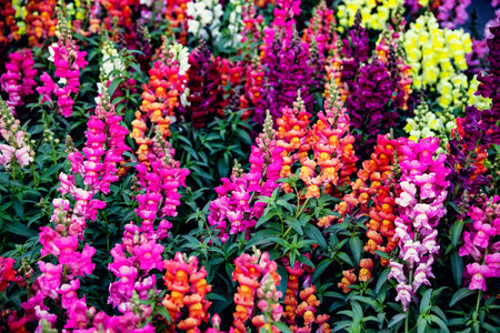 beautiful background of colorful rosewort flowers in the gardenの写真素材