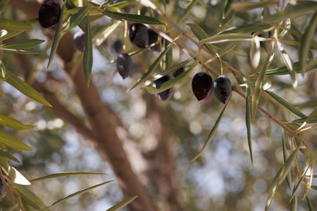 beautiful black ripe organic olives on the autumn tree in front of thugs on a warm sunny dayの写真素材