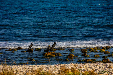 black wild cormorant on the shore of the blue seaの写真素材