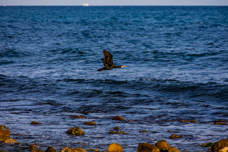 beautiful black wild cormorant on the shore of the blue sea