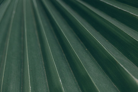 beautiful green natural abstract background palm leaf closeup