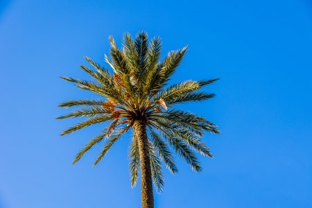 beautiful big green palm tree against the blue skyの写真素材