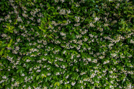 beauty background small white jasmine flowers on green foliage backgroundの写真素材