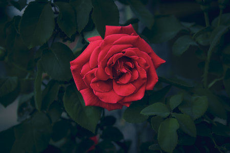 beautiful big red romantic rose in the garden against the background of green leaves on a summer dayの写真素材