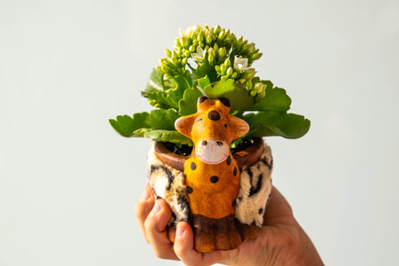 a beautiful ornamental pot with small white flowers on a light background held in the handの写真素材