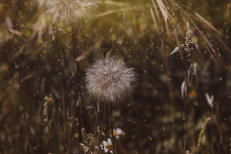beige summer sunburned meadow in warm sun in spainの写真素材