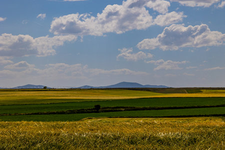 beautiful natural agricultural background wheat in the field warm summer before harvest landscapeの写真素材