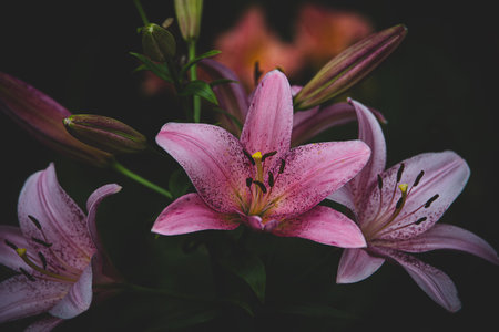 beautiful large lily flower on a dark background in the garden on a summer dayの写真素材